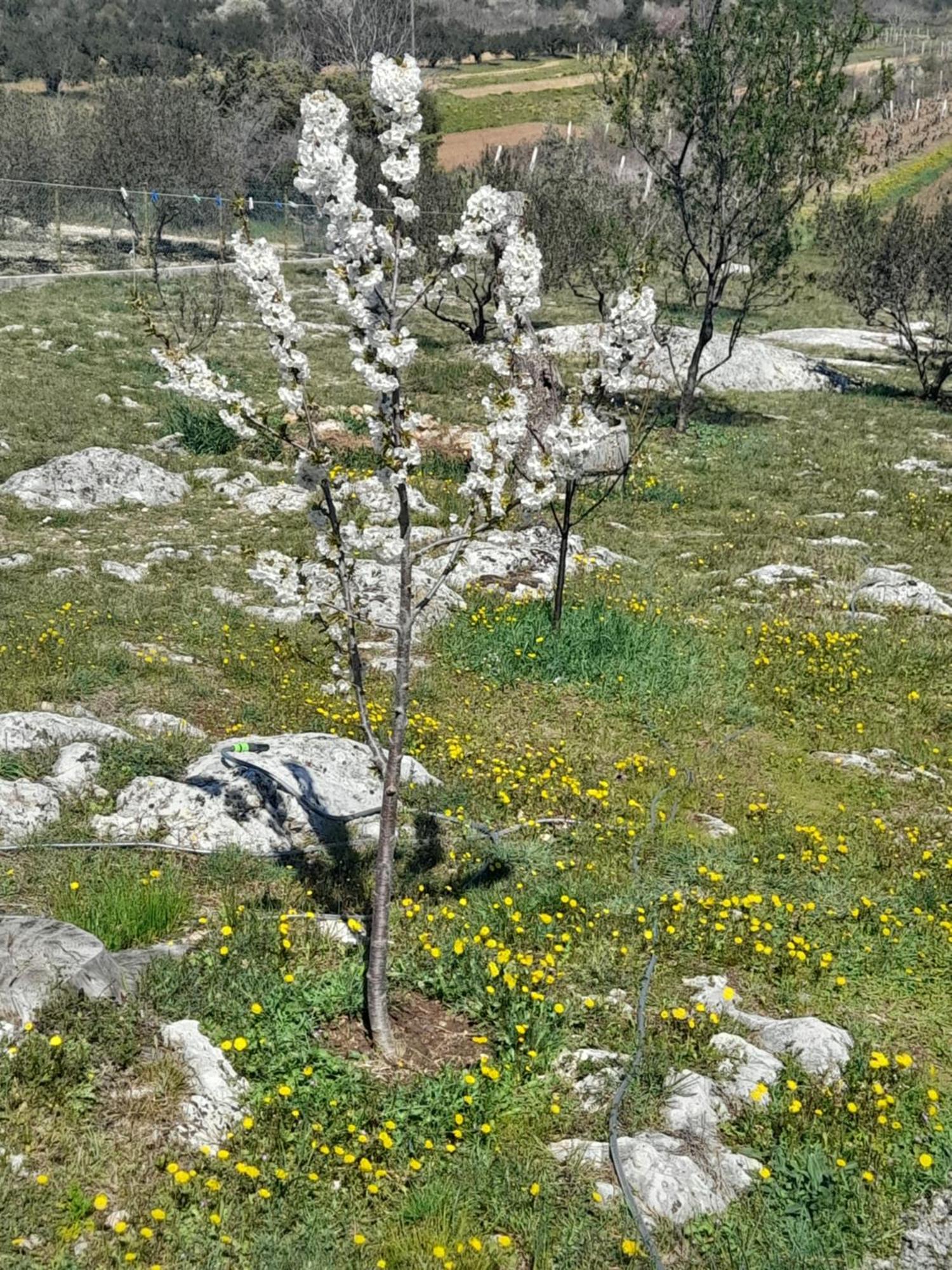 Loren Pirovac Εξωτερικό φωτογραφία